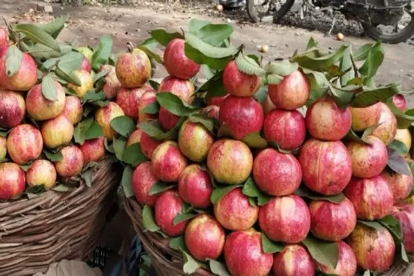 Apple_Croos_Guava_Plant_|_Grafted_and_Hybrid_Plants