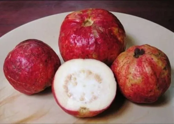 Apple_Croos_Guava_Plant_|_Grafted_and_Hybrid_Plants