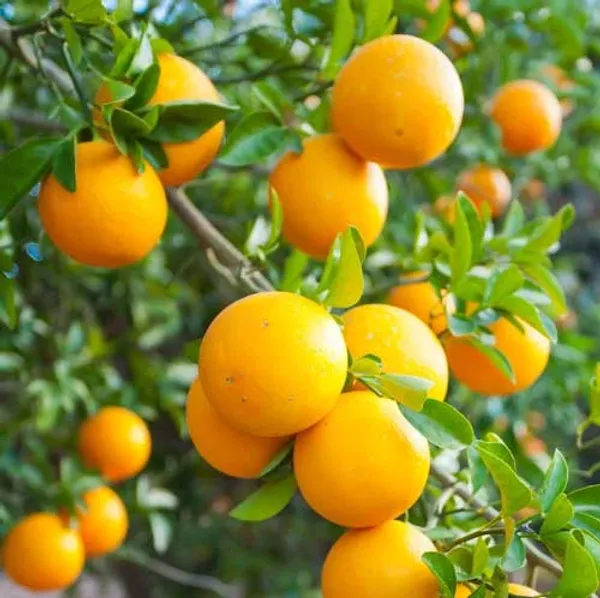 Valencia_Orange_Plant_|_Grafted_and_Hybrid_Plants