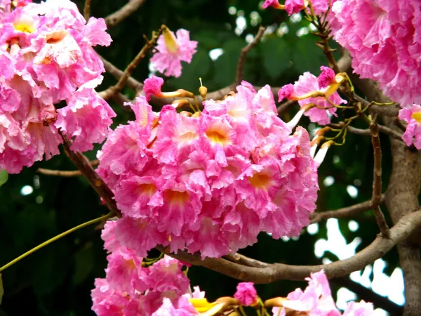 Rosea_Red_Grafted