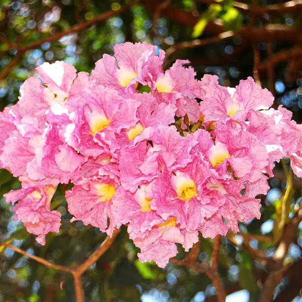 Rosea_Red_Grafted