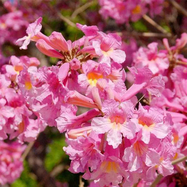 Rosea_Red_Grafted