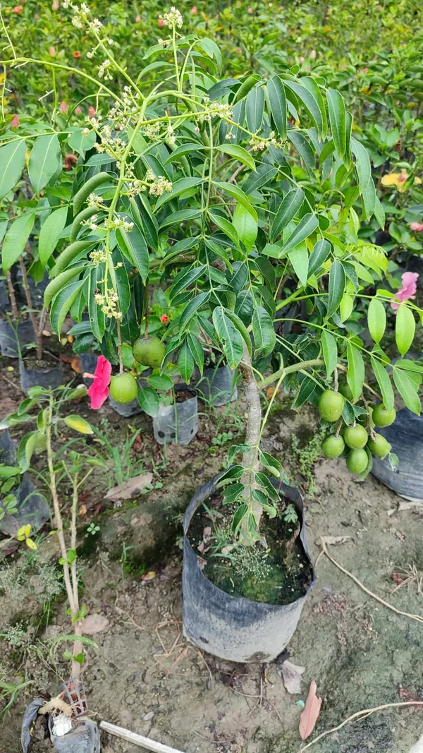 Hog_Plum_Plant_|_Grafted_and_Hybrid_Plants