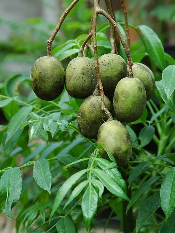 Hog_Plum_Plant_|_Grafted_and_Hybrid_Plants