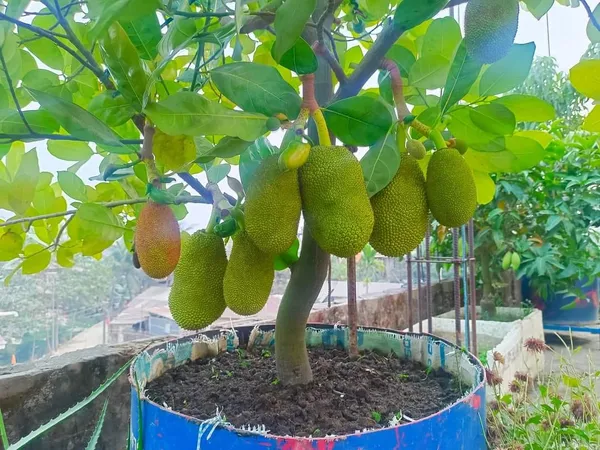 Roof Gardening Vietnam Super Early Jack Fruit Price In India Buy Roof roof-gardening-vietnam-super-early-jack-fruit-price-in-india-buy-roof