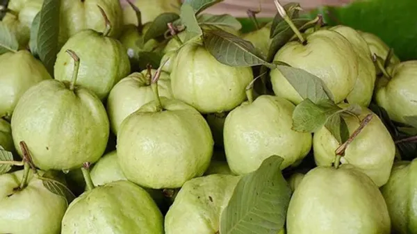 Thai_10_Guava_|_Grafted_and_Hybrid_Plants