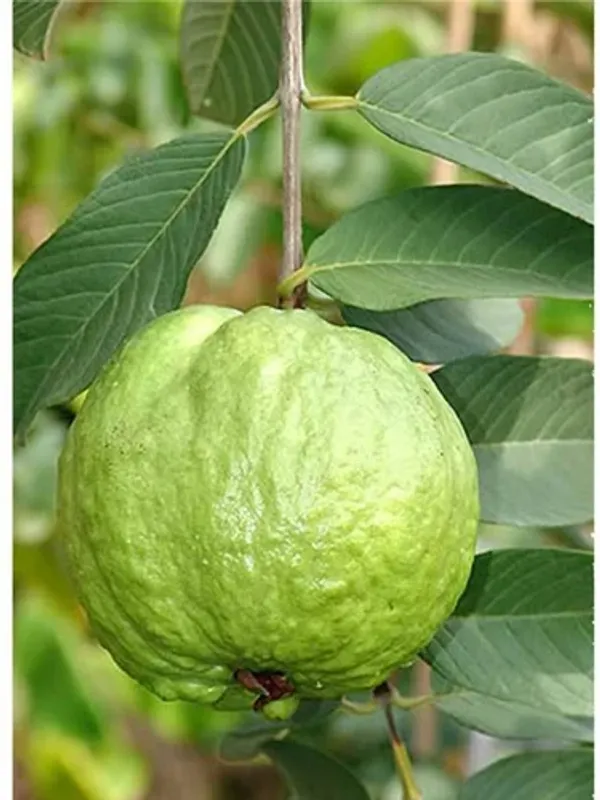 Thai_10_Guava_|_Grafted_and_Hybrid_Plants