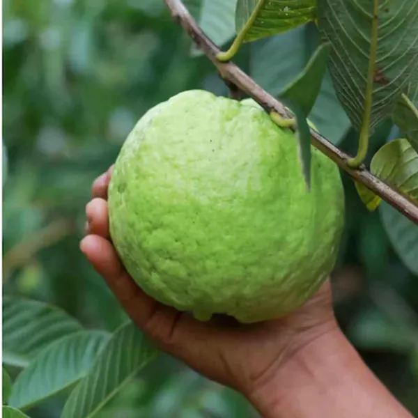 Thai_10_Guava_|_Grafted_and_Hybrid_Plants
