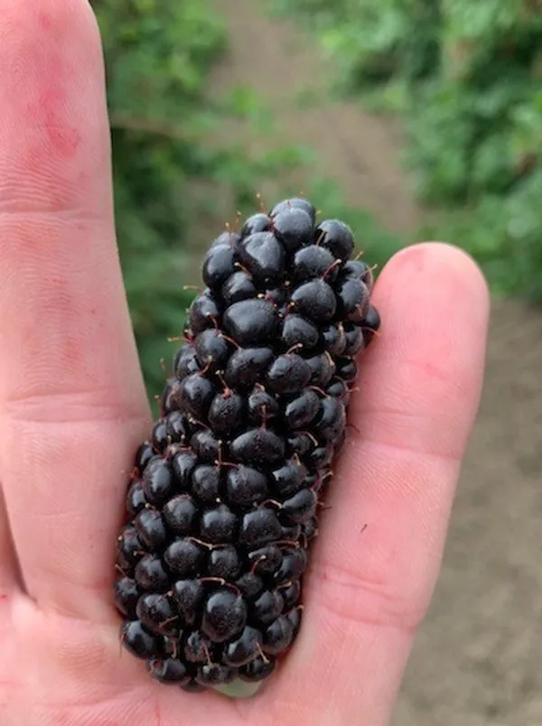 Blackberry_Long_|_Grafted_and_Hybrid_Plants