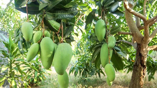 Nurjahan_Mango_Plant_|_Grafted_and_Hybrid_Plant