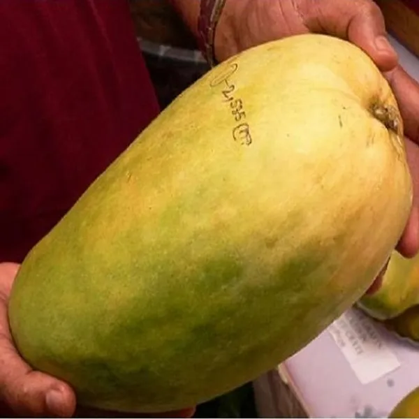 Nurjahan_Mango_Plant_|_Grafted_and_Hybrid_Plant