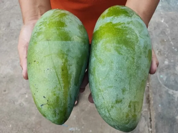 Nurjahan_Mango_Plant_|_Grafted_and_Hybrid_Plant