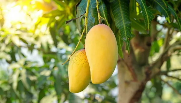 Amrapali_Mango_Plant_|_Grafted_and_Hybrid_Plants