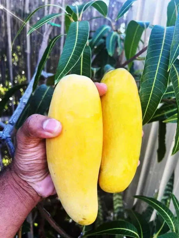 Amrapali_Mango_Plant_|_Grafted_and_Hybrid_Plants