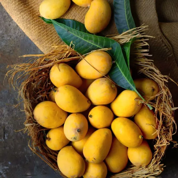 Amrapali_Mango_Plant_|_Grafted_and_Hybrid_Plants