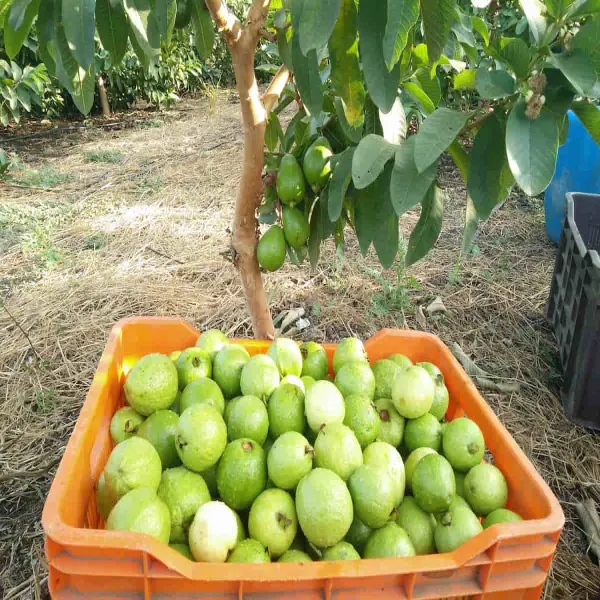 Baruipur_Khaja_Guava_|_Grafted_and_Hybrid_Plants