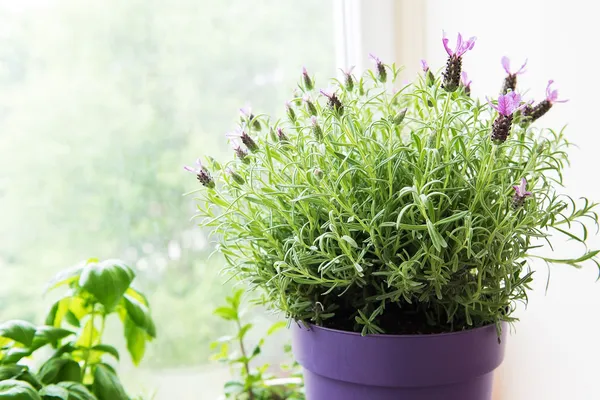 Lavender_Live_Plant_for_Home_Garden