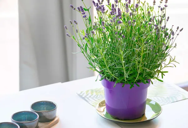 Lavender_Live_Plant_for_Home_Garden