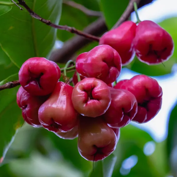 Thai_Red_Water_Apple_|_Grafted_and_Hybrid_Plant