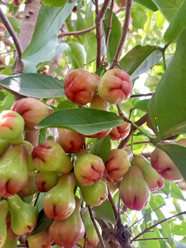 Thai_Red_Water_Apple_|_Grafted_and_Hybrid_Plant