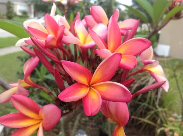 Plumeria_Candy_Haze