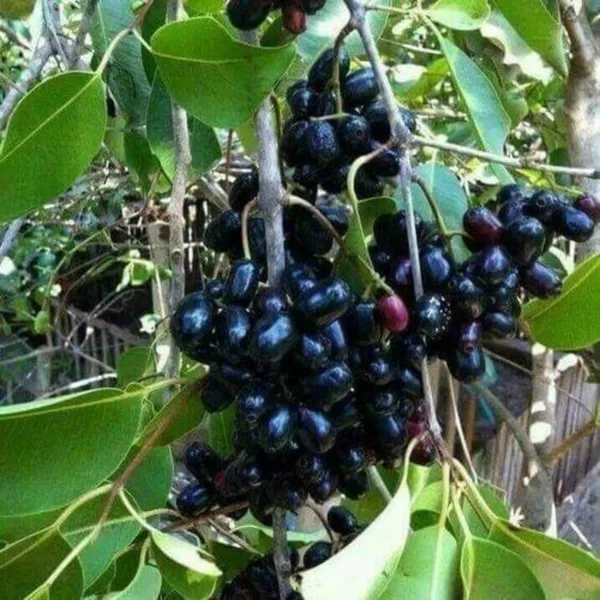Seddless_Jamun_Plant