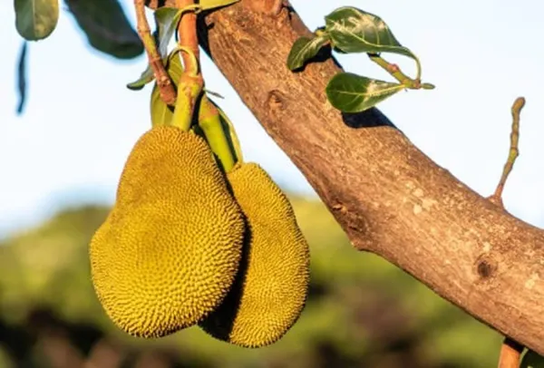Seedless_Jackfruit_|_Grafted_and_Hybrid_Plants