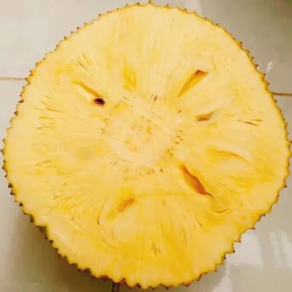 Seedless_Jackfruit_|_Grafted_and_Hybrid_Plants