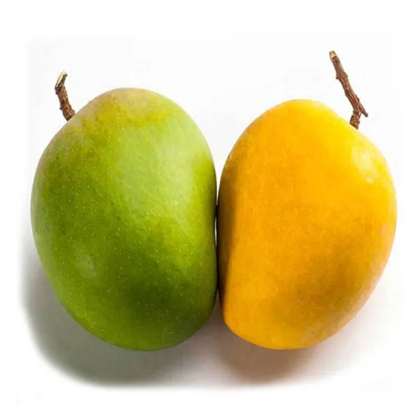 Himsagar_Mango_Plant_|_Grafted_and_Hybrid_Plants