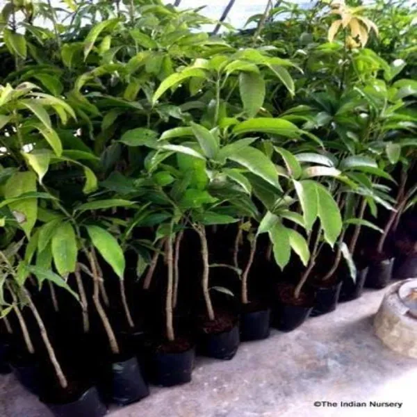 Himsagar_Mango_Plant_|_Grafted_and_Hybrid_Plants