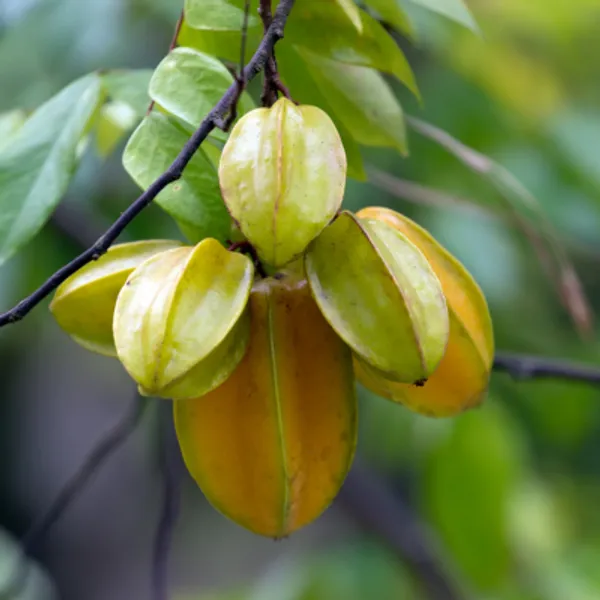 All_time_Star_Fruit_Plant_|_Grafted_and_Hybrid_Plants