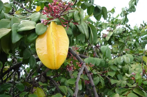 All_time_Star_Fruit_Plant_|_Grafted_and_Hybrid_Plants