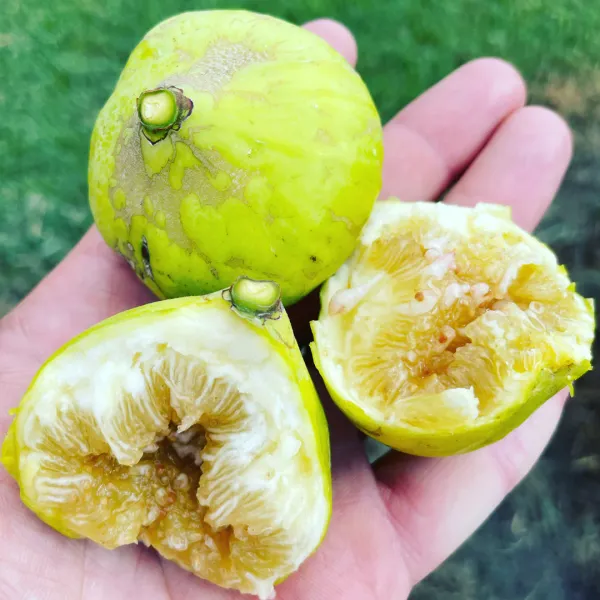 Deanna_Fig_Live_Plant