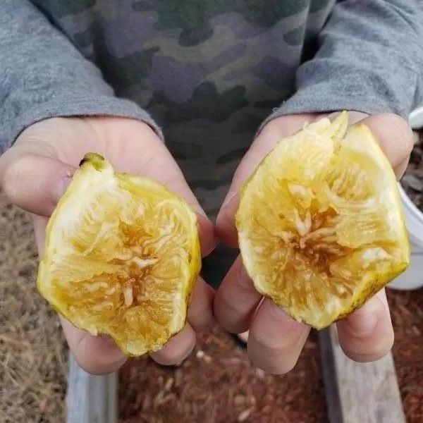 Deanna_Fig_Live_Plant