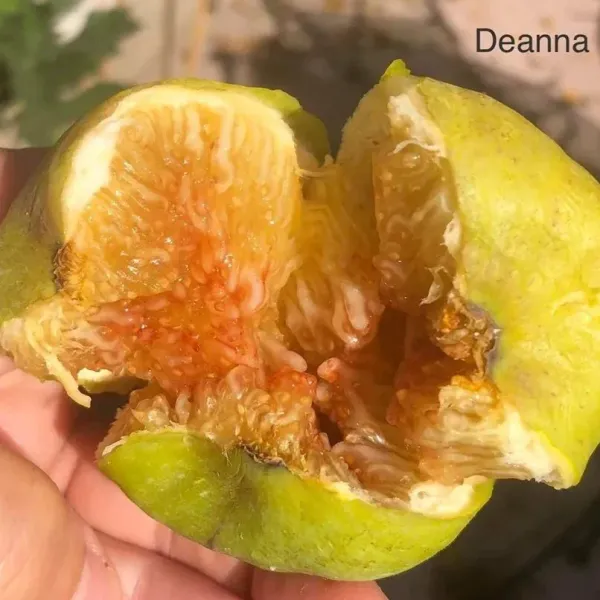 Deanna_Fig_Live_Plant