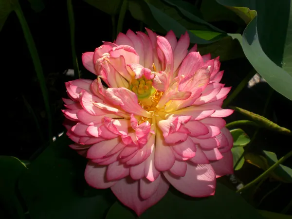 Chainese_Double_Rose_Lotus_Tuber