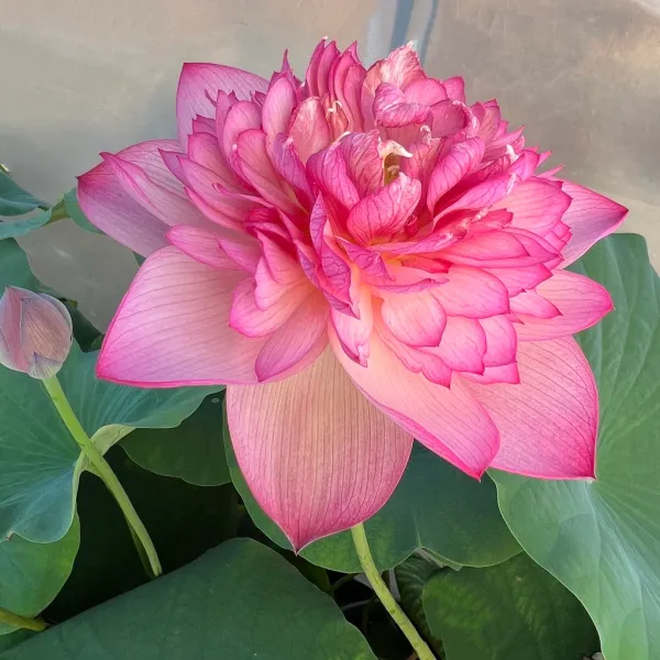 Chainese_Double_Rose_Lotus_Tuber