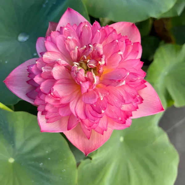 Chainese_Double_Rose_Lotus_Tuber