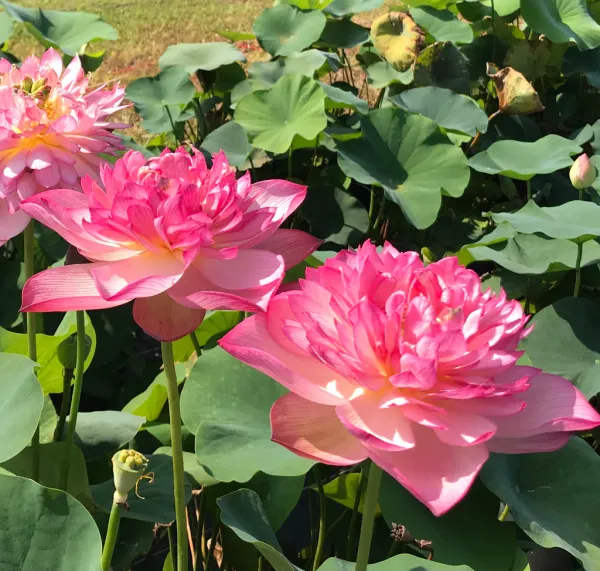 Chainese_Double_Rose_Lotus_Tuber