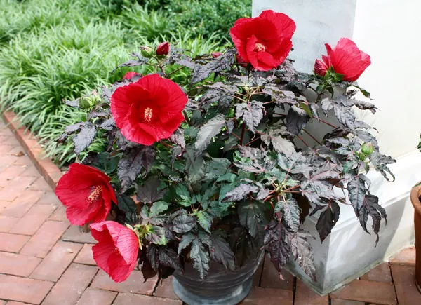 Midnight_Marvel_Hibiscus
