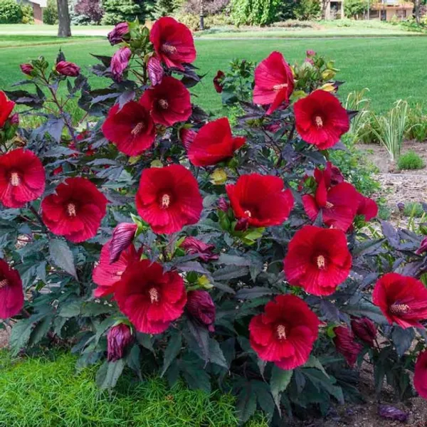 Midnight_Marvel_Hibiscus
