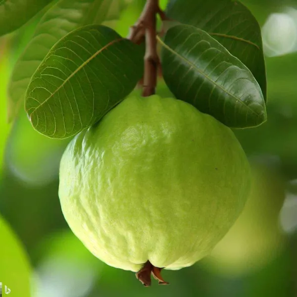 Guava_Plant_|_Grafted_and_Hybrid_Plants