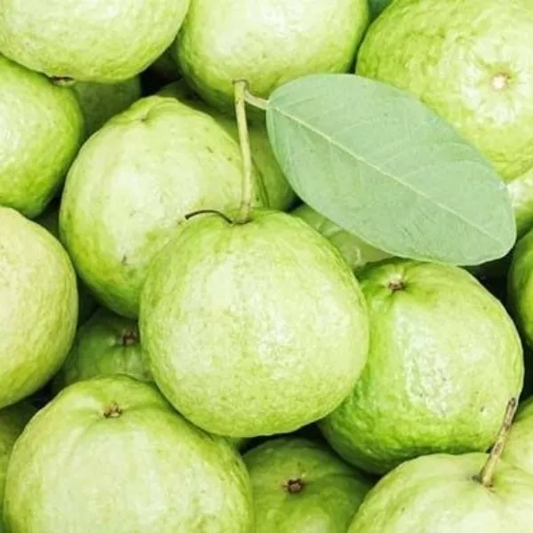 Guava_Plant_|_Grafted_and_Hybrid_Plants