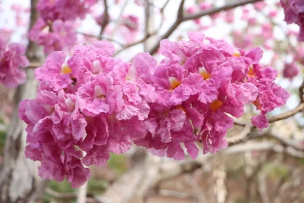 Tabibuia_Rose_Pink