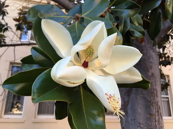 Magnolia_Glandiflora