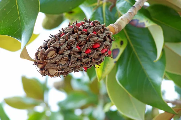 Magnolia_Glandiflora