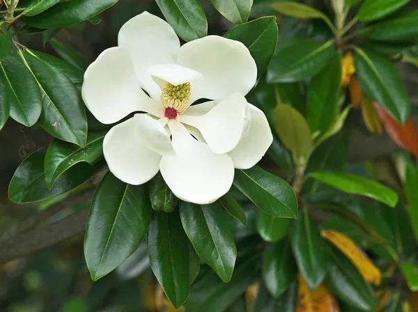 Magnolia_Glandiflora