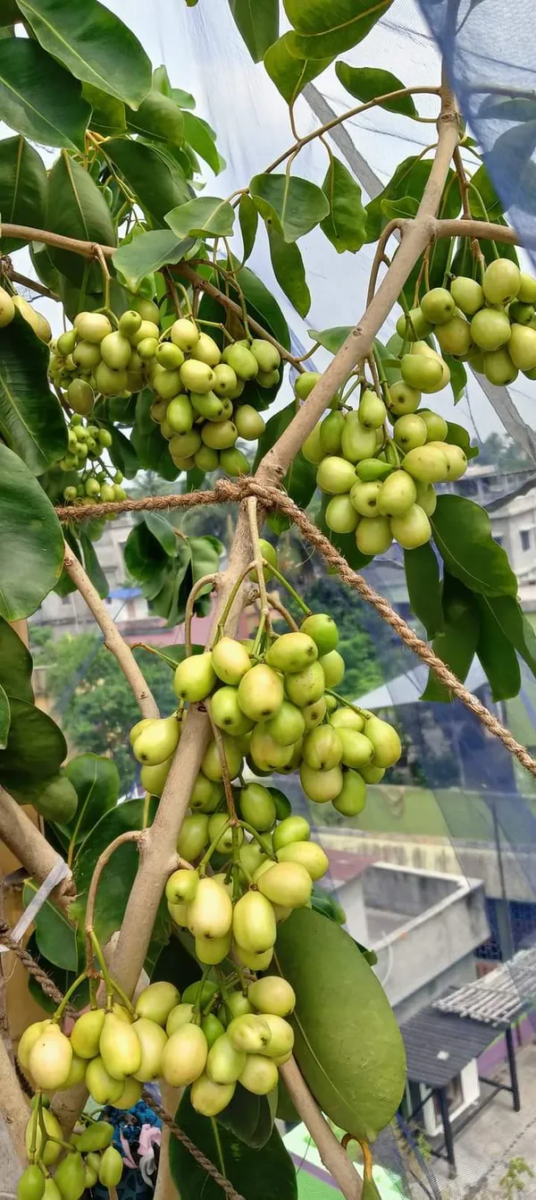 White_Jamun_Thai_|_Grafted_and_Hybrid_Plants