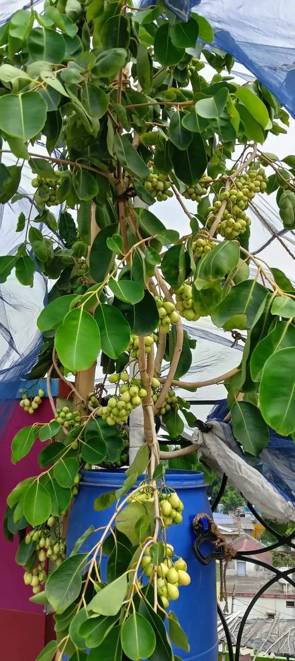 White_Jamun_Thai_|_Grafted_and_Hybrid_Plants