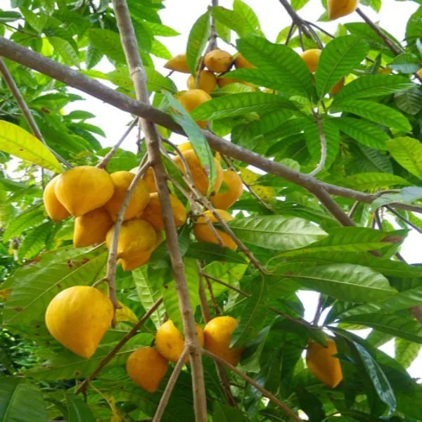 Egg_Fruit_Plant_|_Grafted_and_Hybrid_Plants